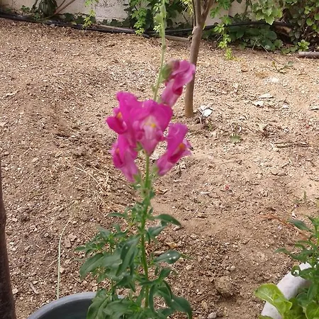 Prombona Petrino Spiti