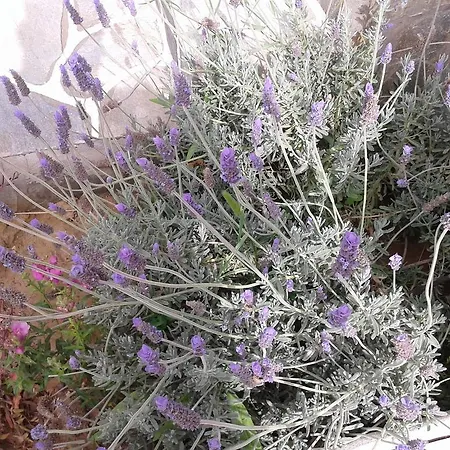 Prombona Petrino Spiti