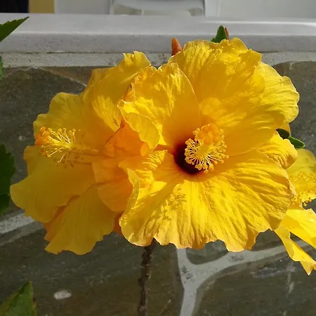 Apartment Prombona Petrino Spiti *