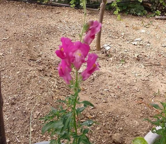 Prombona Petrino Spiti