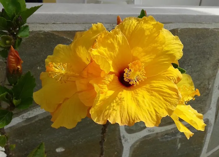 Apartment Prombona Petrino Spiti *